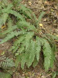 Blechnum chambersii. Plant with narrowly elliptic, sterile fronds.
 Image: L.R. Perrie © Te Papa CC BY-NC 3.0 NZ